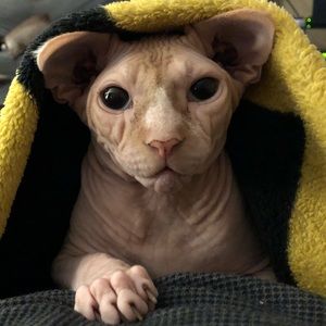 Meet your Posher, Cliff